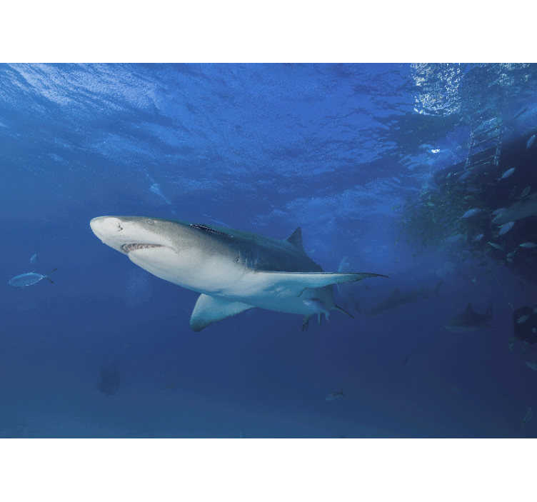 Fototapet dyr majestetisk haieventyr - Tenstickers