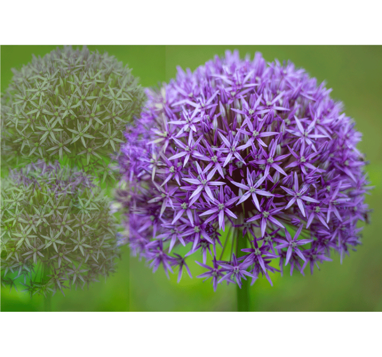 Lilla kuler med grønne stengler fototapet blomster - Tenstickers