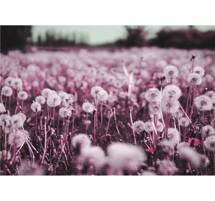 Lilla feltscene fototapet løvetann - Tenstickers