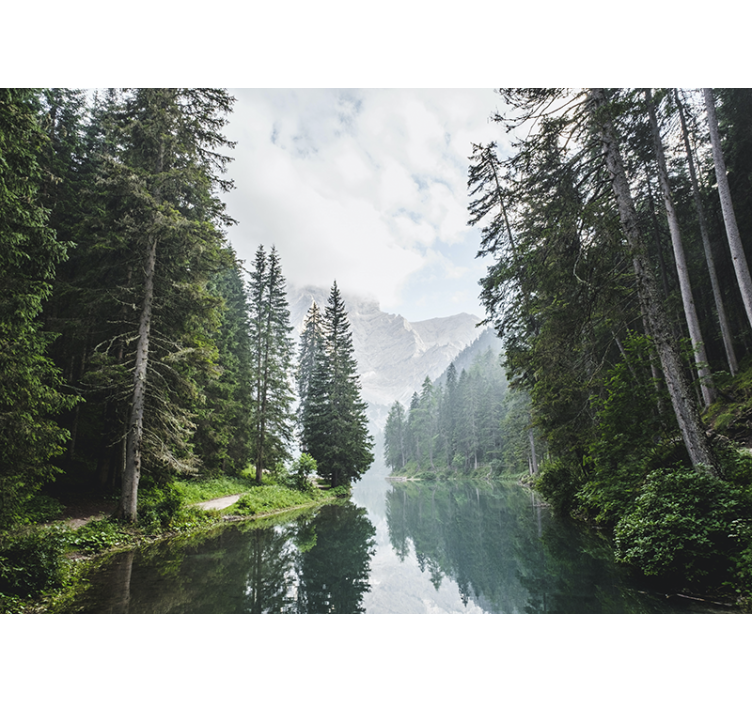 Fototapet landskap rolig skog eko - Tenstickers