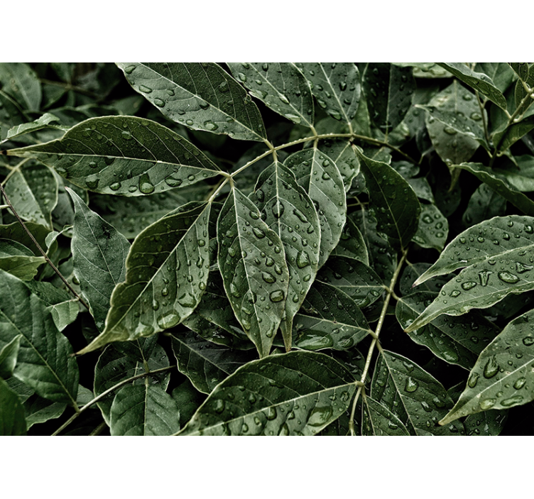 Blader med duggdråper fototapet stue - Tenstickers