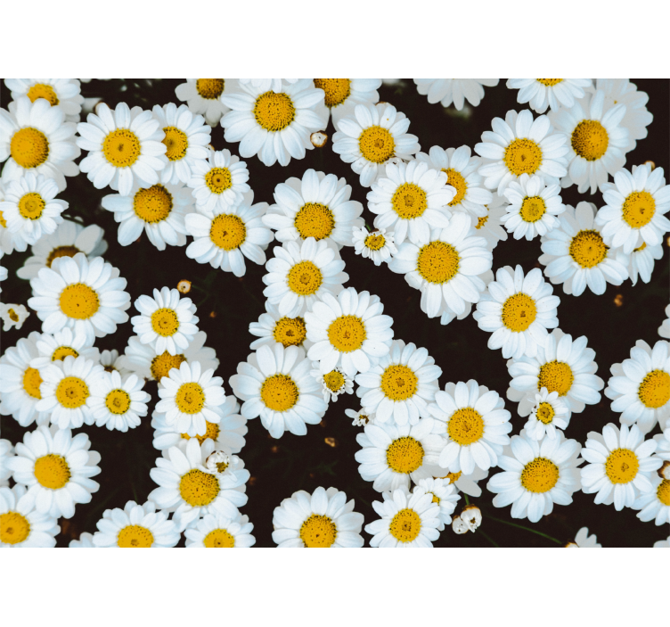 Fototapet blomster kamilleblomster mønster - Tenstickers