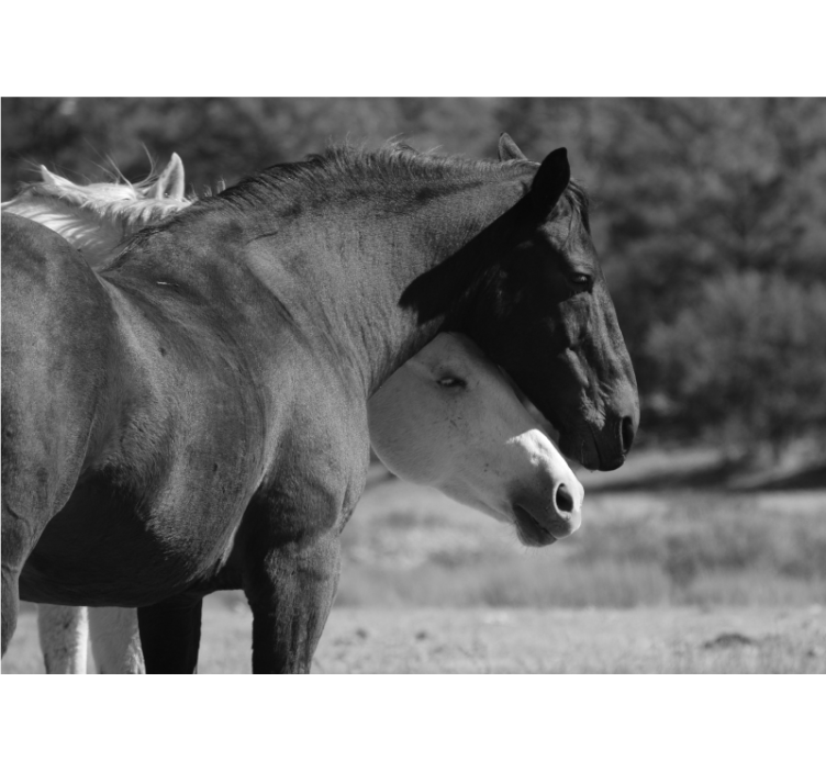 Fototapet dyr hestevennskap - Tenstickers