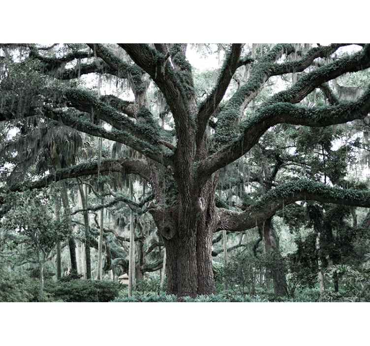 Majestetiske eikegrener fototapet trær - Tenstickers