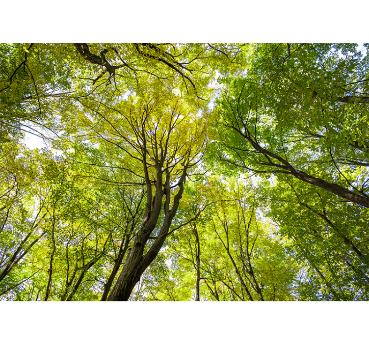 Fototapet natur lush forest canopy - Tenstickers