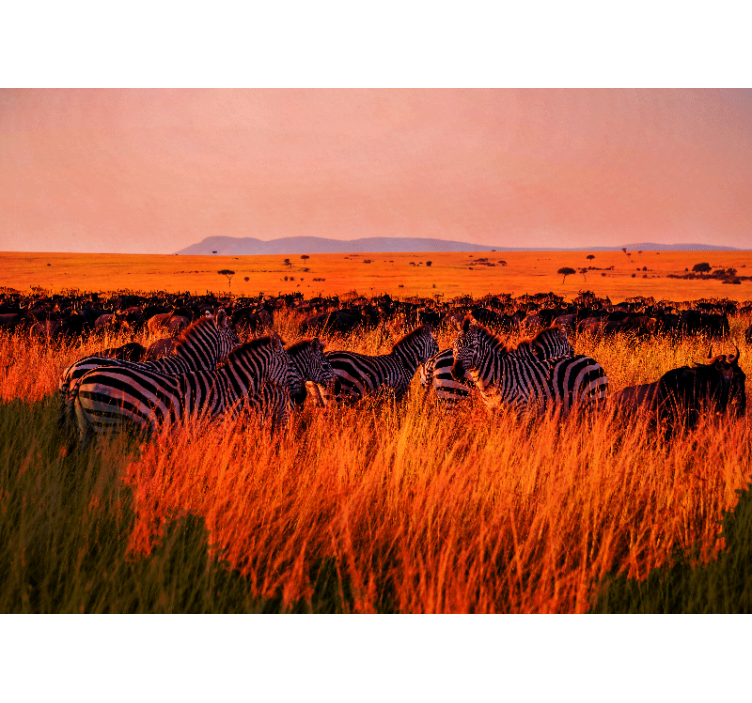 Fototapet natur zebras i serengeti - Tenstickers