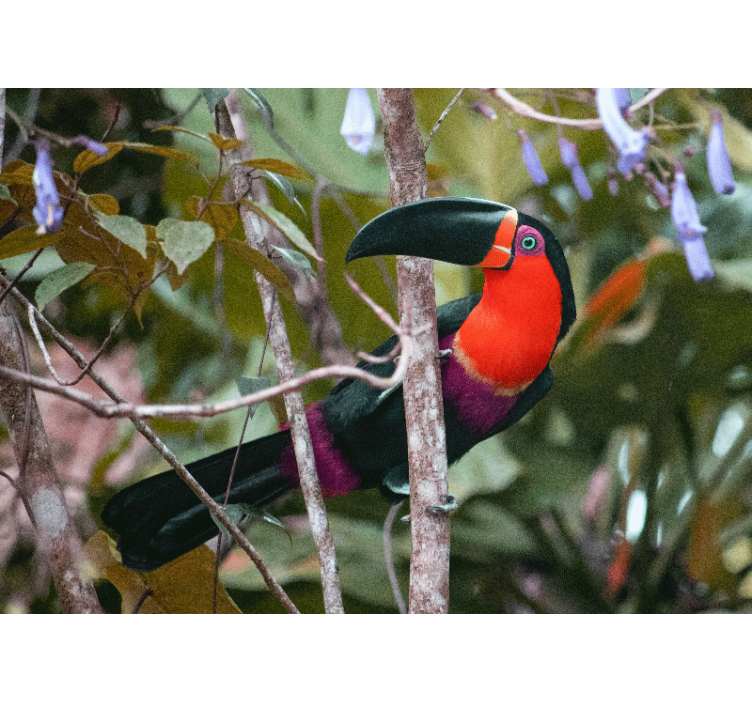 Fototapet dyr fargerik tukanutstilling - Tenstickers