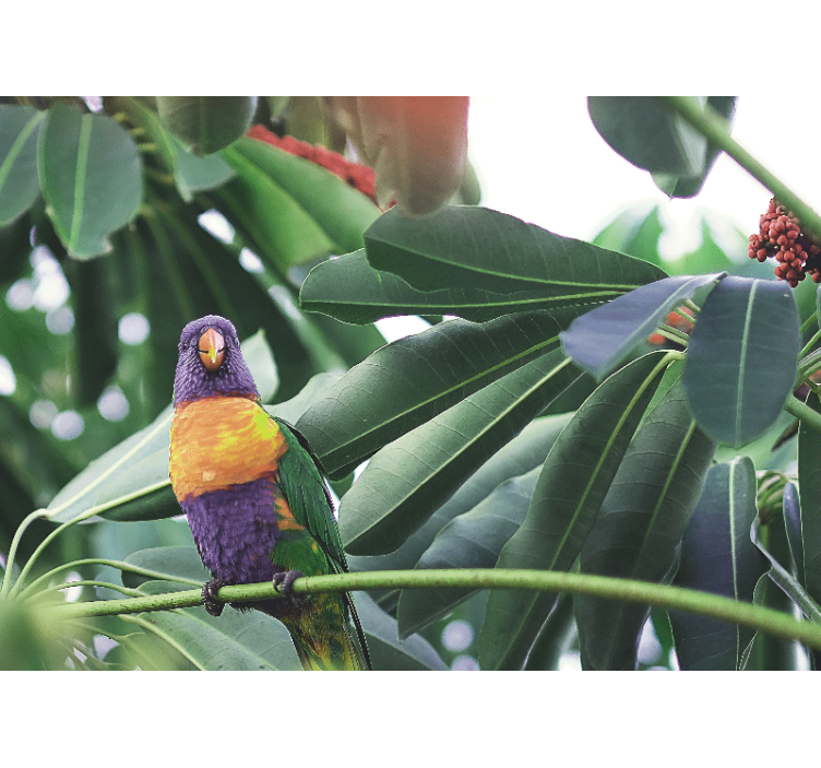 Søte fargede fugler fototapet afrika - Tenstickers