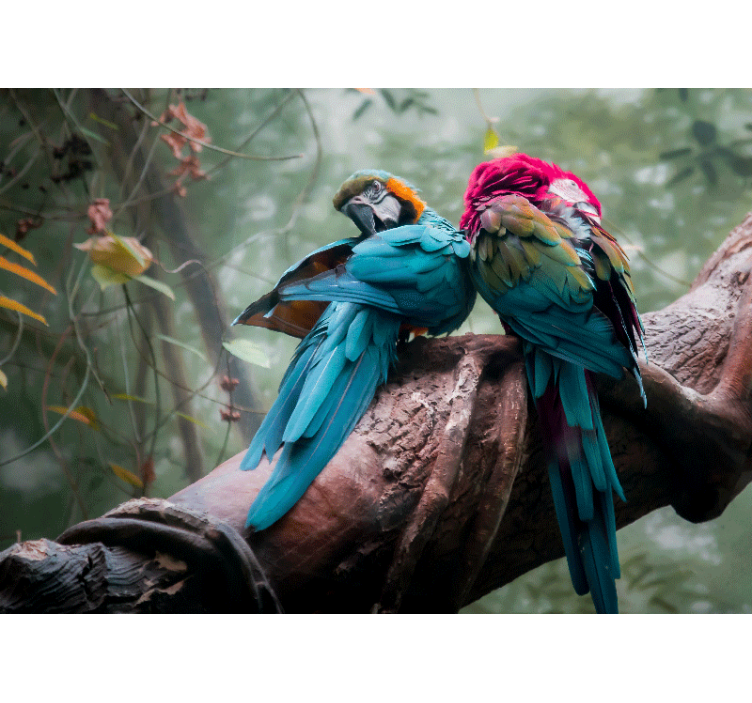 Fototapet dyr fargerike papegøyer klemmer - Tenstickers