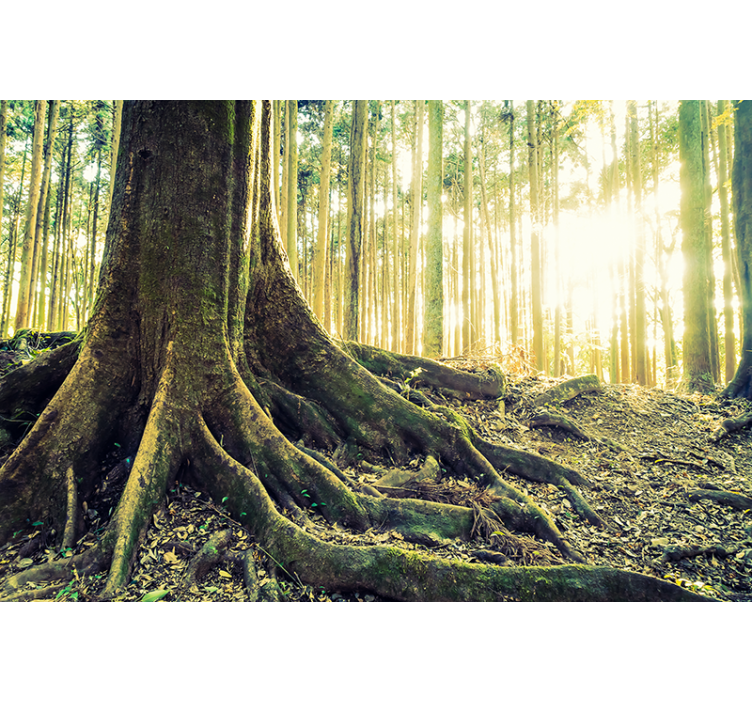 Fototapet skog solbelyste tre røtter - Tenstickers