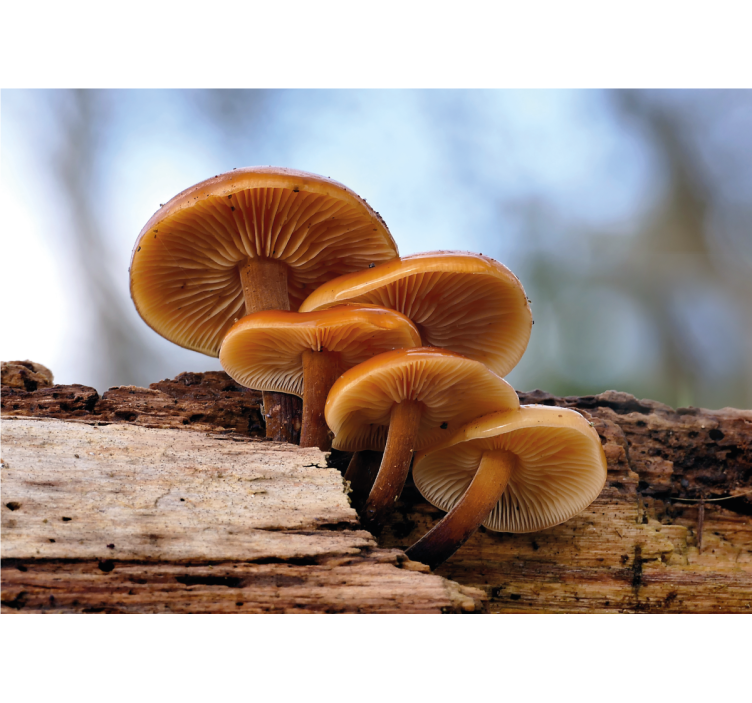 Fototapet blomster soppklase - Tenstickers