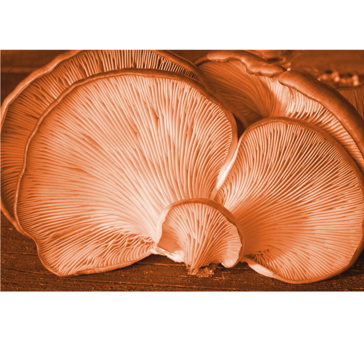 Fototapet blomster med sopptekstur - Tenstickers