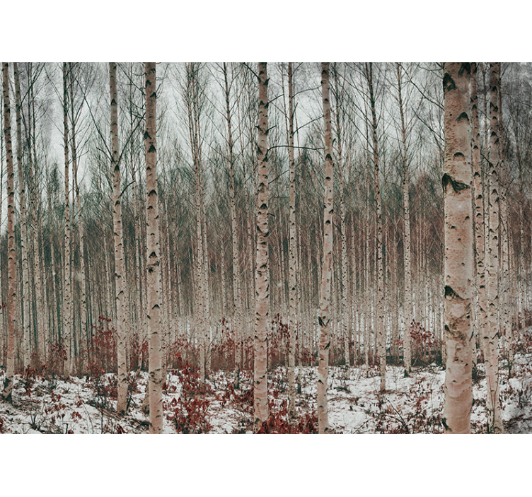 Fototapet skog bjørketrær landskap - Tenstickers
