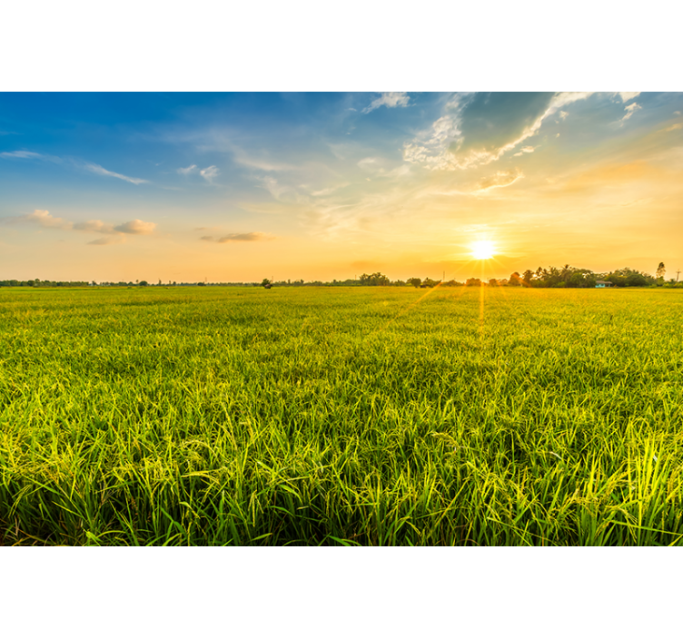 Fototapet landskap solnedgang over grønne marker - Tenstickers
