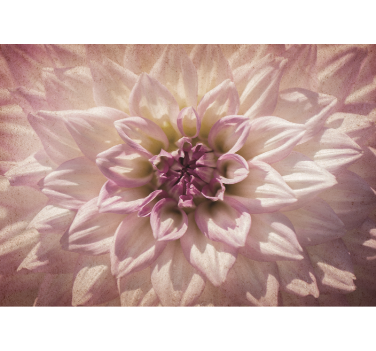 Rosa dahlia fototapet blomster - Tenstickers