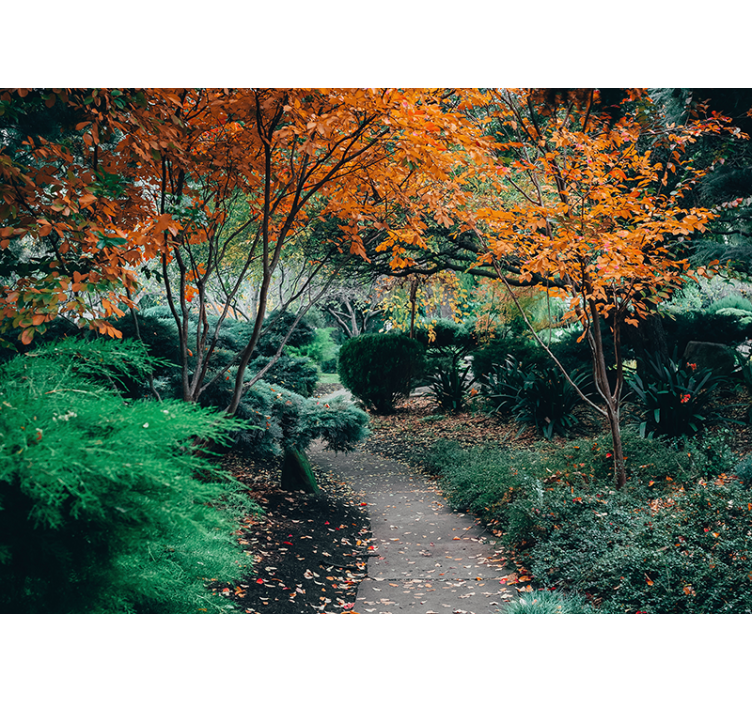 Fototapet natur sti blant trær - Tenstickers