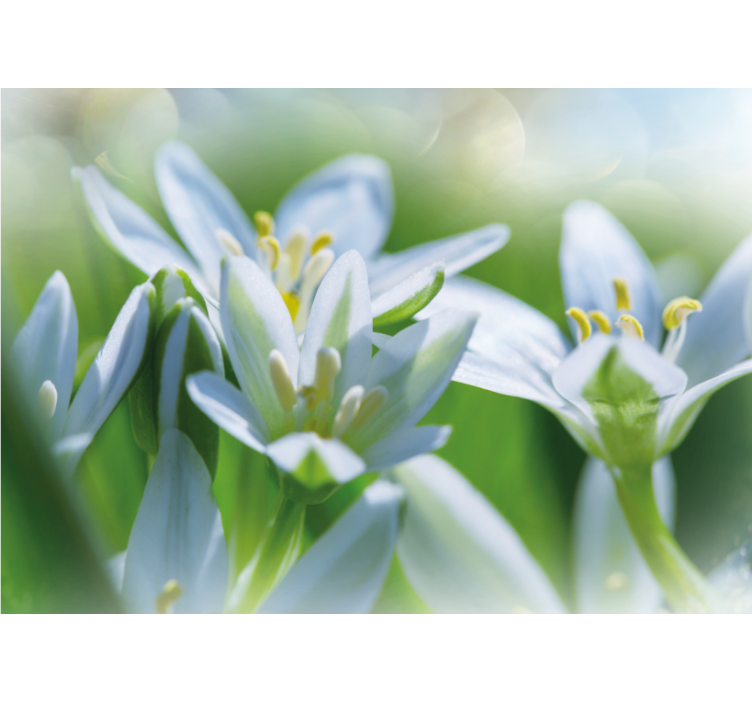 Fototapet blomster milde hvite blomster - Tenstickers