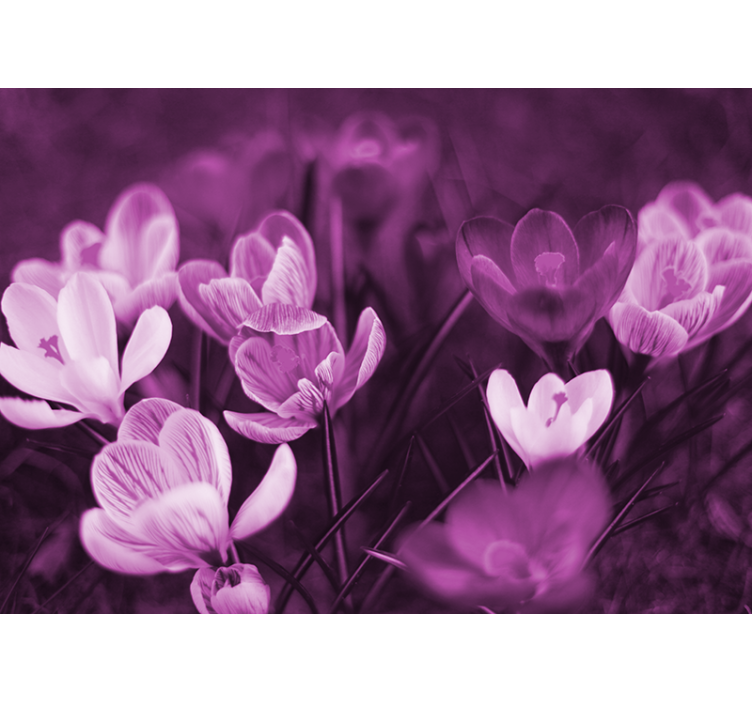 Fototapet valmue delikate blomsterblader - Tenstickers