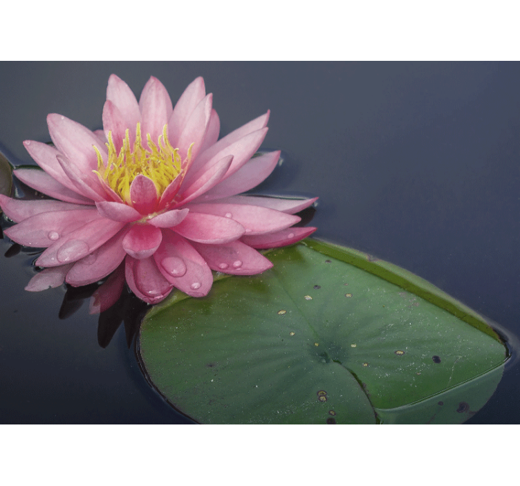 Rolig rosa loto fototapet blomster - Tenstickers