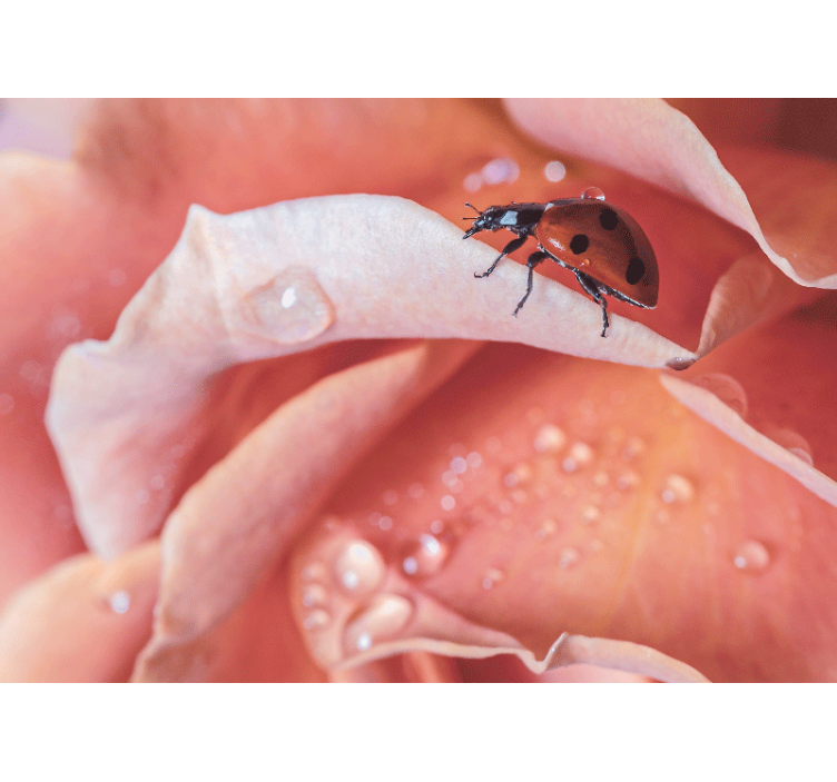 Fototapet blomster marihøne på blomstblad - Tenstickers