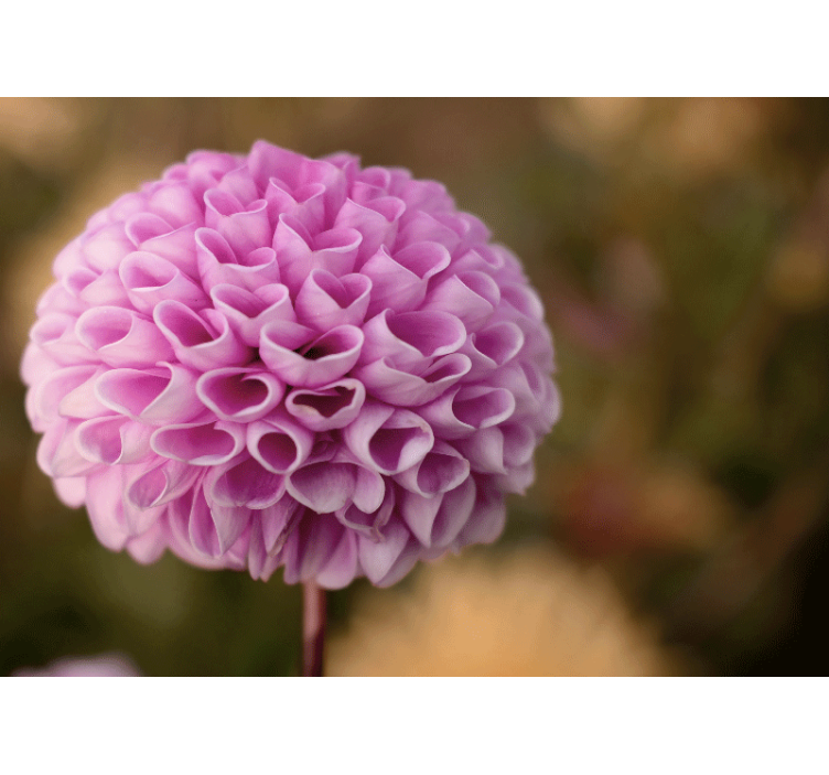 Fototapet blomster rosa blomstersfære - Tenstickers