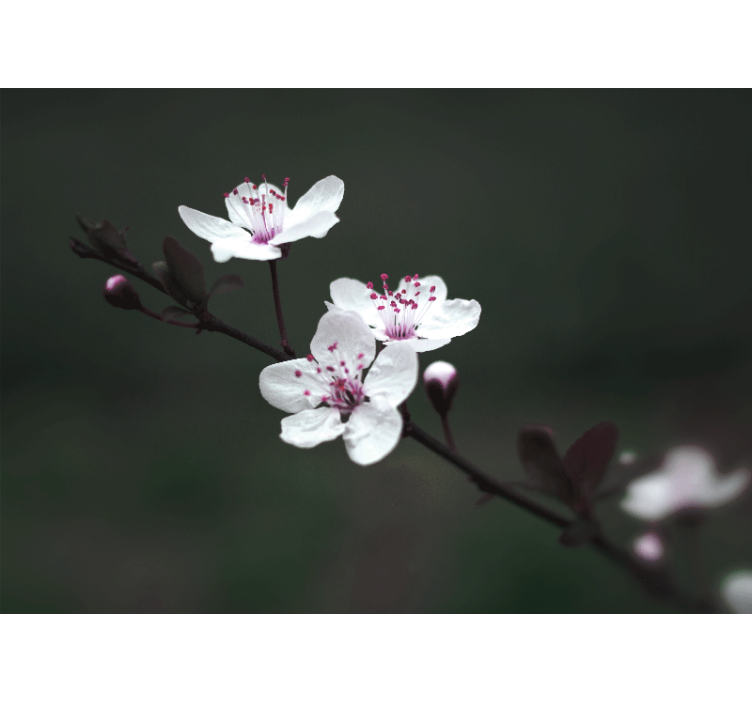 Fototapet valmue sakura gren - Tenstickers