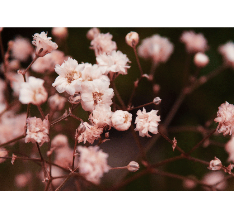 Fototapet blomster delikate blomstrende blomster - Tenstickers