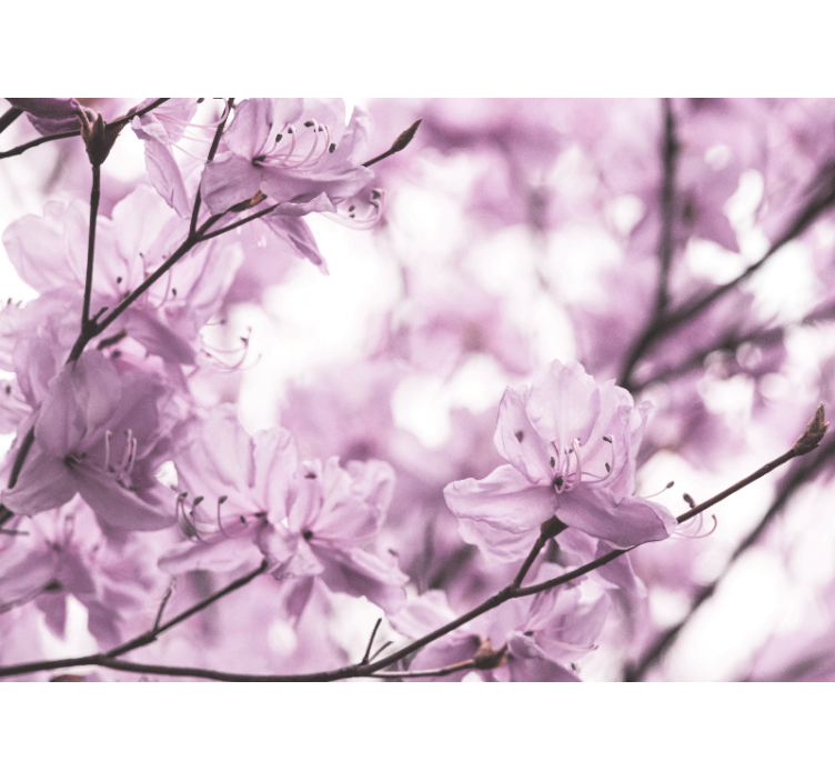 Fototapet blomster delikate rosa blomster - Tenstickers