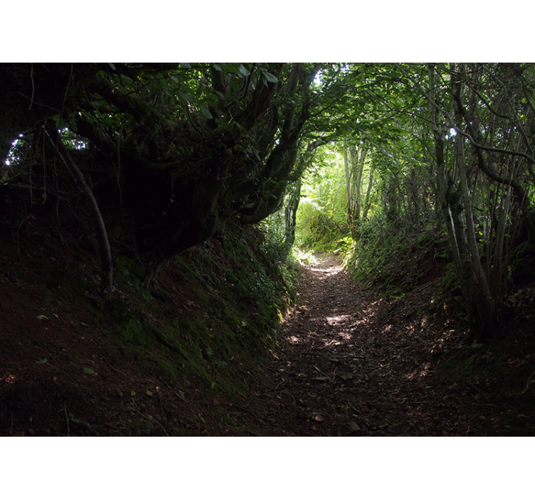 Fototapet skog sti i skogen - Tenstickers