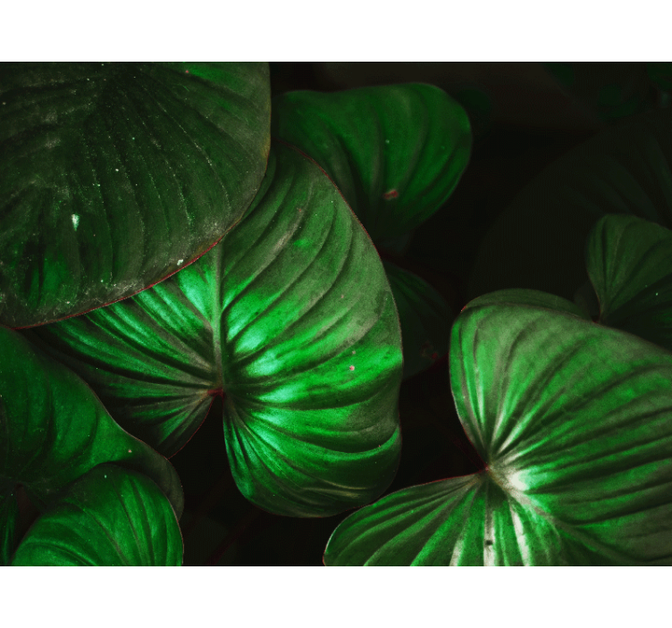 Fototapet natur livlige grønne blader - Tenstickers