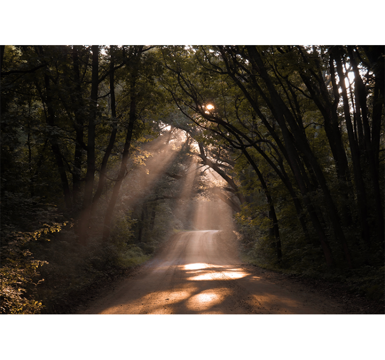Fototapet natur strålende skogsti - Tenstickers