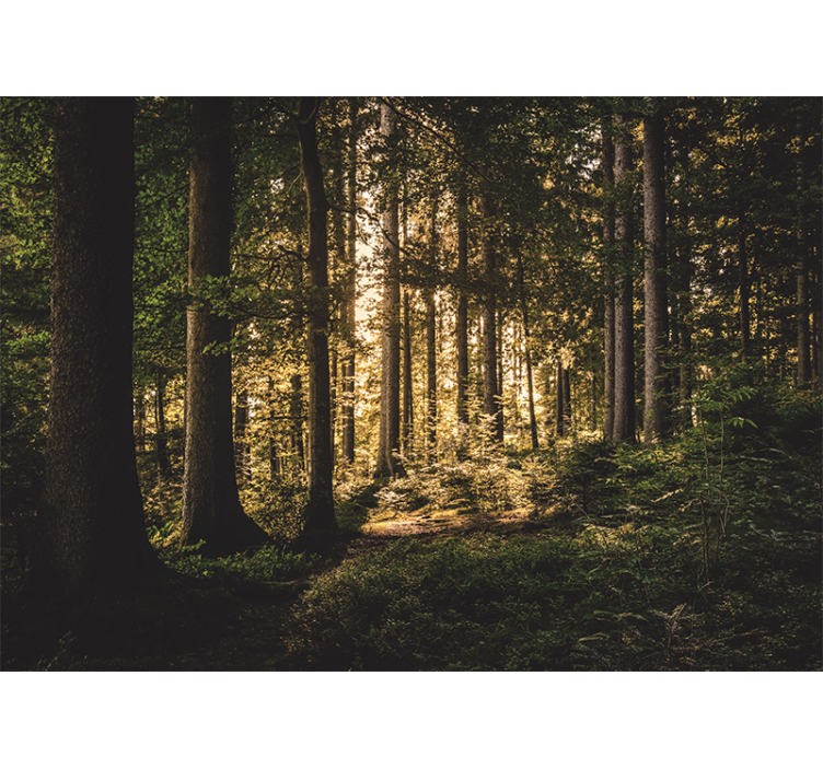 Fototapet skog lysende skogsti - Tenstickers