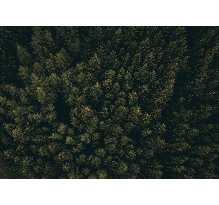 Fototapet natur frodig grønnkledt kanopi - Tenstickers