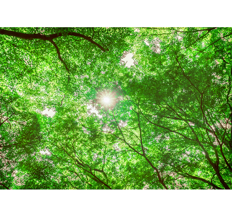 Fototapet natur canopy tree view - Tenstickers