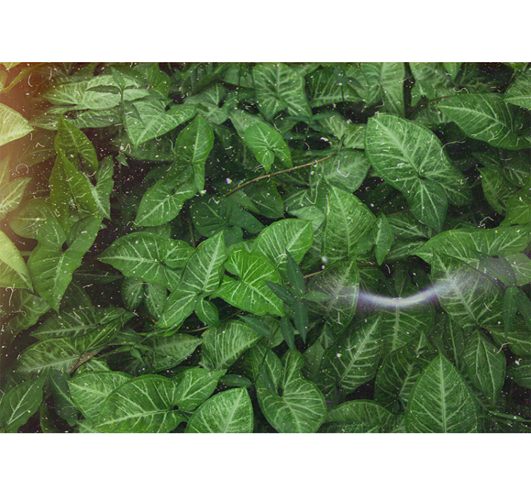 Fototapet natur livlig bladkomposisjon - Tenstickers