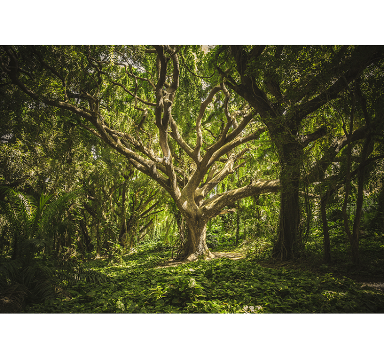 Fototapet skog majestetisk trekroner - Tenstickers