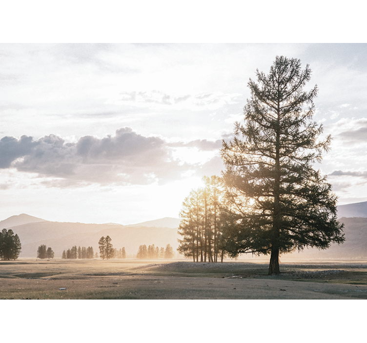 Fototapet natur stille furu silhuett - Tenstickers