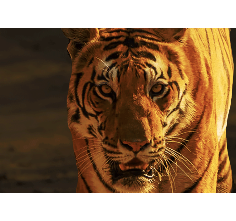 Fototapet løve majestetisk tigerblikk - Tenstickers