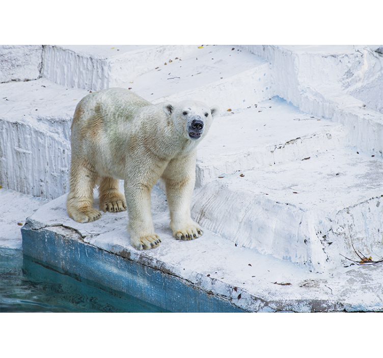 Stor isbjørn sitter på et isfjell fototapet dyr - Tenstickers