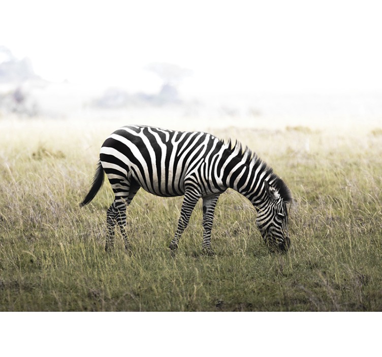 Fototapet dyr zebra beiter fredelig - Tenstickers