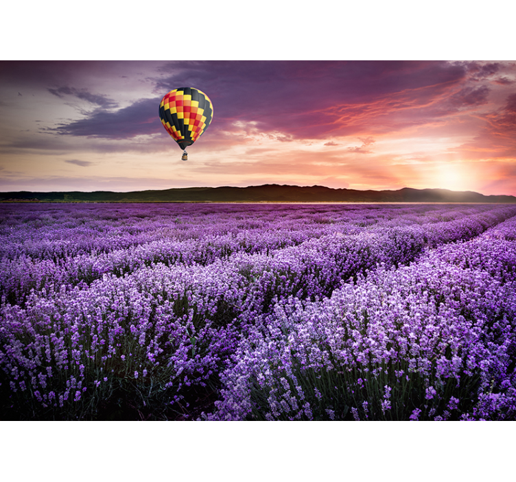 Lavendel varmluftsballong natur fototapet - Tenstickers