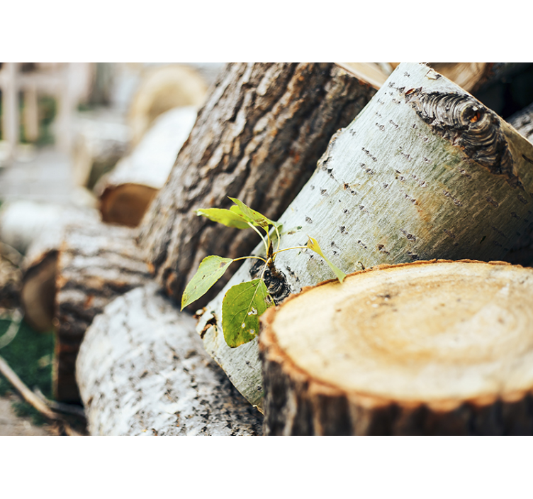 Grønne blader på skog tre fototapet - Tenstickers