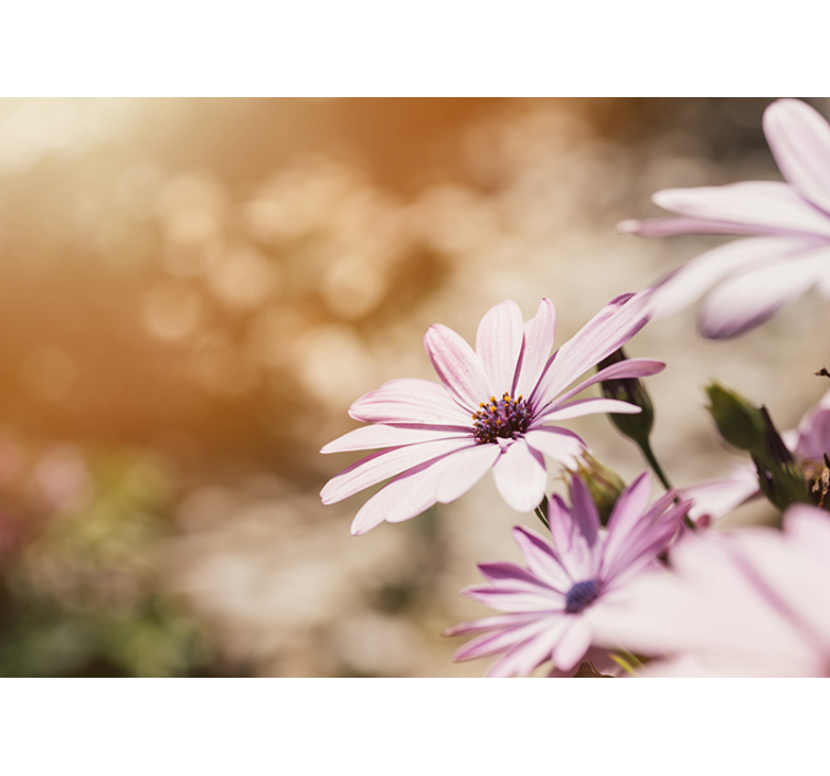 Fototapet blomster rosa blomstring - Tenstickers