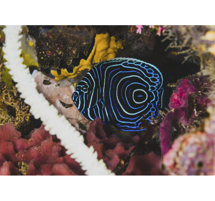 Eksotisk blå fisk dyr fototapet - Tenstickers