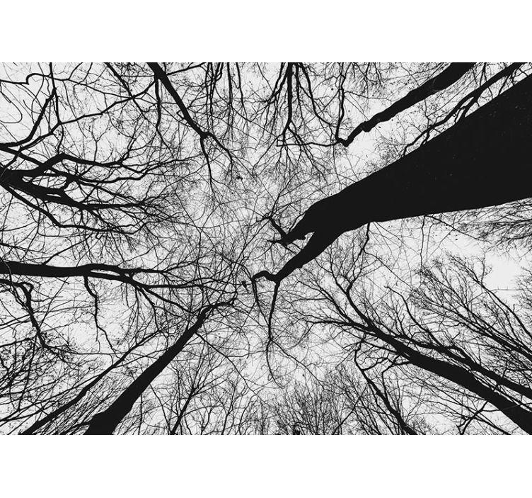 Fototapet trær sammenflettede grener silhuetter - Tenstickers