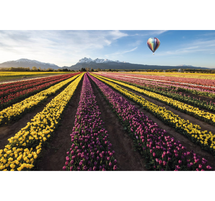 Fargerike tulipanfelt fototapet blomster - Tenstickers