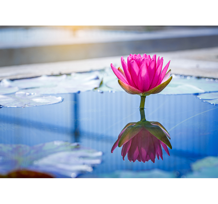 Lystblått vann og rosa blomster fototapet - Tenstickers