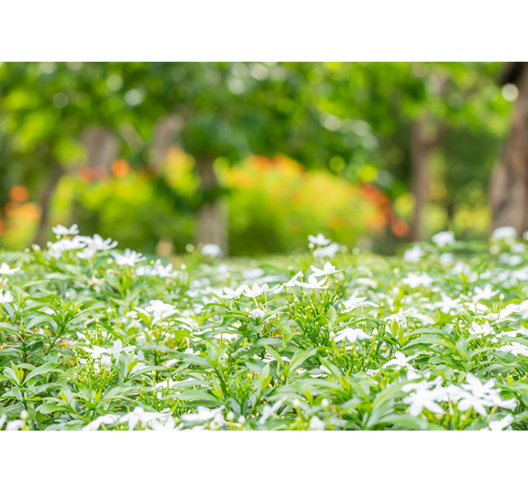 3d skog med kjærlighetstrær fototapet - Tenstickers