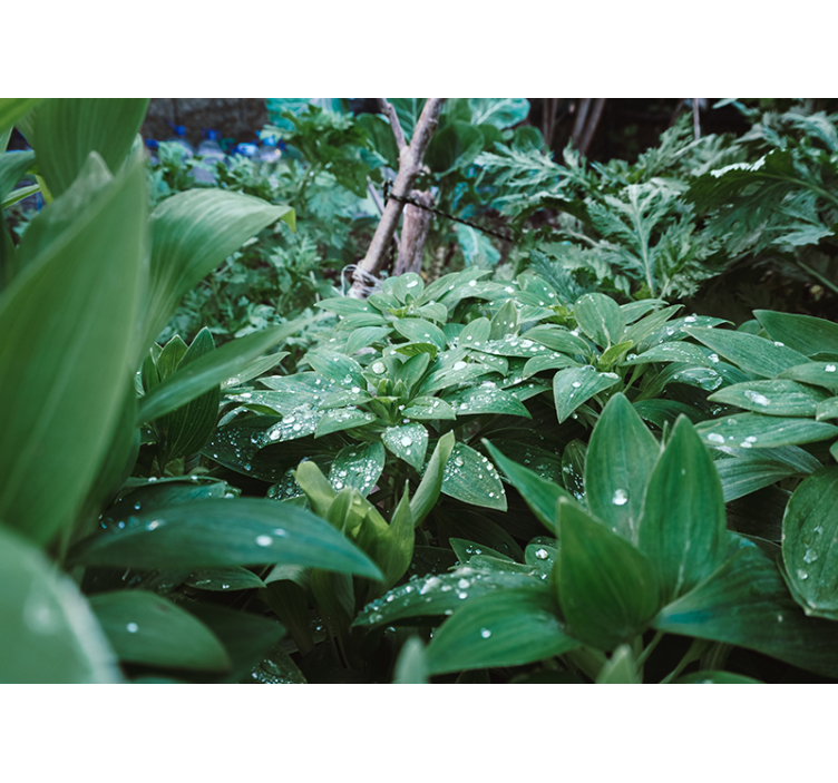 Grønt blad med vanndråper 3d fototapet - Tenstickers