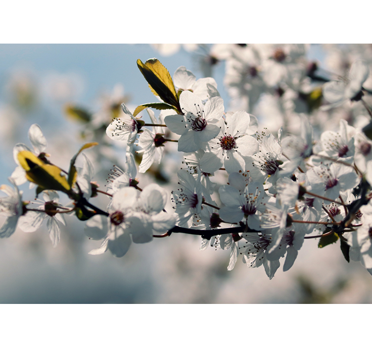 Sakura blomst stilk fototapet blomster - Tenstickers